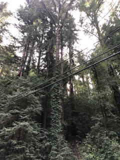 Majestic trees are present on the property