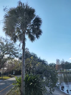 My favorite tree
