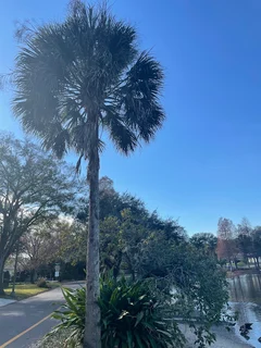 This tree is pretty good, too